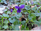 Violette en fleur