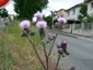 Chardons en fleurs