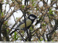 Mésange charbonnière
