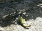 Lézard des murailles