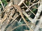 Lézard des murailles