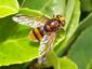 Volucelle (Volucella zonarius)