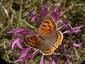 Le Cuivré commun (Lycaena phlaeas)