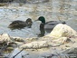 Canard colvert