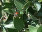 Coccinelle