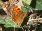 Polygonia c-album