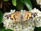 Vanessa cardui