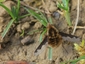 Bombylius major
