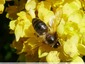 Abeille