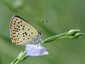 Le Cuivré fuligineux (Lycaena tityrus)