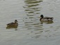 Canard Colvert