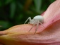 Araignée crabe sur fleur de laurier