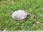 tortue