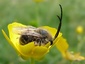 Eucère à longues antennes (Eucera longicornis)