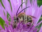 Eucère à longues antennes (Eucera longicornis)