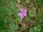 Géranium Herbe à Robert (Geranium robertianum)