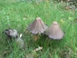Coprin noir d'encre (Coprinus atramentarius)