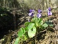 Violettes (Viola sp.)