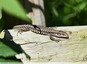 Lézard des murailles &#129422;