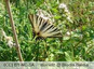 papillon au jardin du collège
