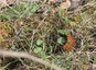 Robert le diable (Polygonia c album)