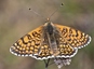La mélitée du Plantain (Melitaea cinxia)