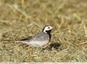 Bergeronnette grise mâle ( Motacilla alba )