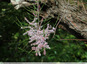 Tamaris en fleurs