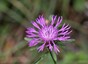 Centaurée jacée (Centaurea jacea)
