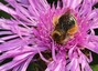 Bombus sp.