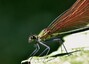 Calopteryx virgo (femelle)