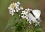 La Piéride du navet (Pieris napi)