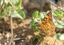 La mélitée des Centaurées (Melitaea phoebe)