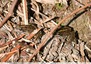 Grenouilles vertes&#128056;