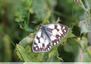 Papillon endormi