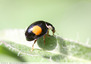 Coccinelle noire et jaune