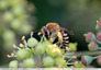 Abeilles sur le lierre