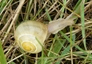Escargot des haies