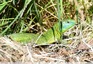 Lézard vert&#129422;