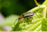 Joli coléo sur les jeunes feuilles