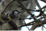 Mésange charbonnière