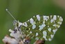 La piéride des biscutelles (Euchloe crameri)