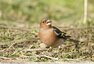 Pinson des arbres (Fringilla coelebs)