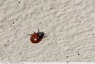 Coccinelle
