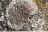 Lichen crustacé