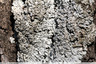 Lichen granuleux gris