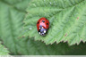 Coccinelles
