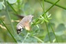 Sphinx colibri