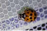 Coccinelle