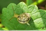 Escargot